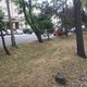 Фото 24-kg.com. Растительность в Бишкеке засыхает 