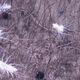 Фото Nature. Белые колючие существа называются Macellicephaloides grandicirra 