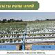 Фото организаторов мероприятия. Результаты до (справа) и после (слева) применения удобрения «Дамуль» 