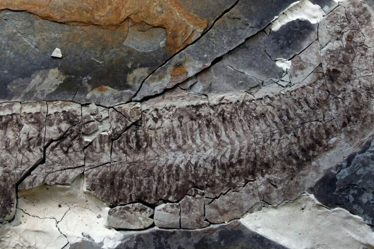 Papers in Palaeontology