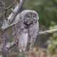 Фото Comedy Wildlife Photography Awards 2023. Понедельничное настроение