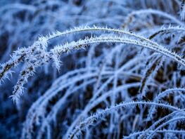 Weather forecast for first days of 2026 in Bishkek (January 1–4)