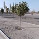Фото читателя 24-kg.com. В парке на улице Токомбаева деревья закатали в бетон