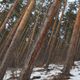 Фото предоставлено Лесной службой при МЧС КР. Кегетинское лесничество 
