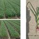 Фото организаторов мероприятия. Урожай лука после применения удобрения «Дамуль» 