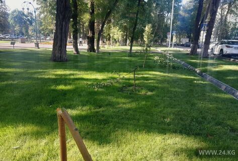На&nbsp;бульваре Эркиндик сломали молодые деревья 