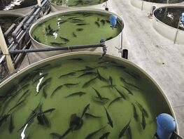 Center for Fishery and Aquaculture Development to be established in Kyrgyzstan