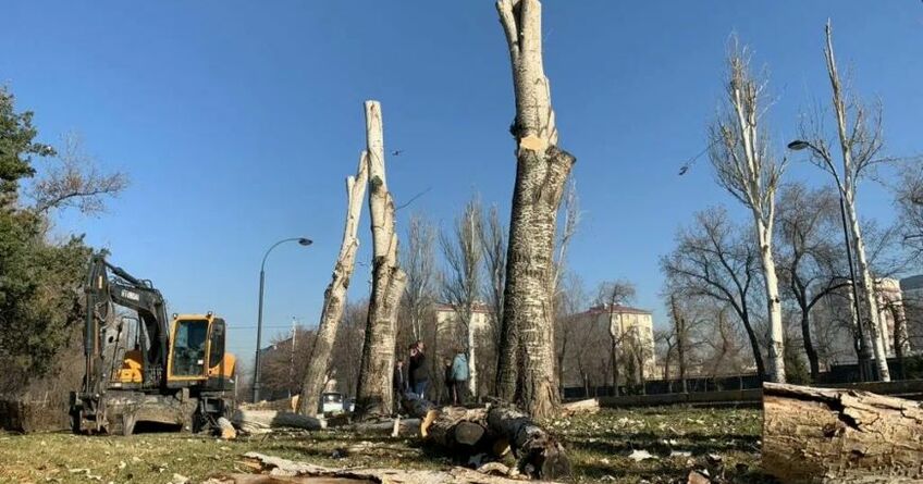 Генплан. Количество зеленых насаждений в&nbsp;Бишкеке сократилось на&nbsp;25&nbsp;процентов 