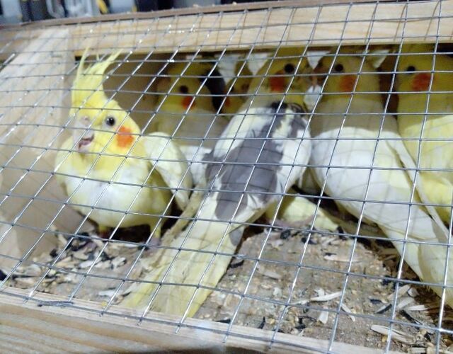 Россельхознадзора