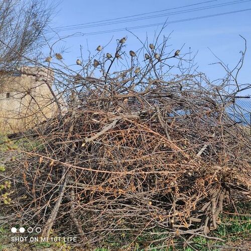 Айбека Султанова