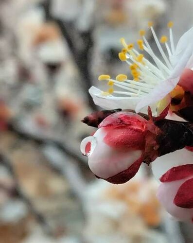 Василия Павлова