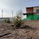 Фото 24-kg.com. Территорию озеленяют